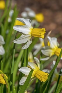 Close-up of the white daffodil cultivar
