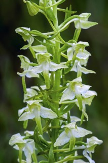 Greater butterfly-orchid