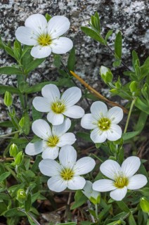 Mountain sandwort