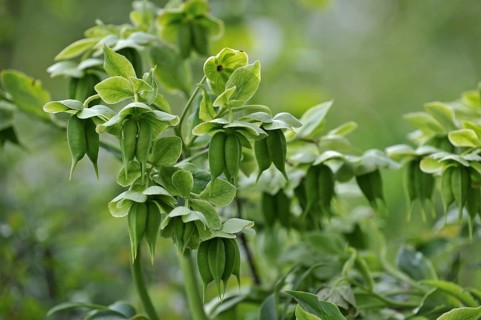 Stinking hellebore