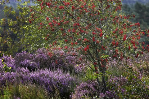 Heather flowering in heathland and rowan at the Hoge Kempen National Park