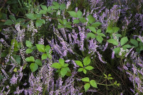 Blackberry and heather flowering in heathland at the Hoge Kempen National Park