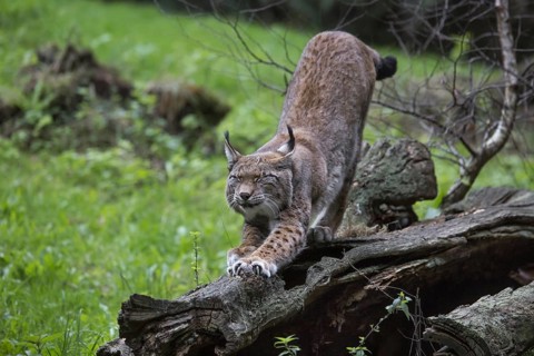 Eurasian lynx
