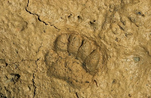Badger
