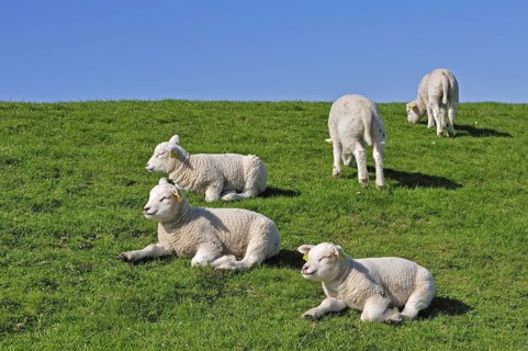 Flock of domestic Texel sheep