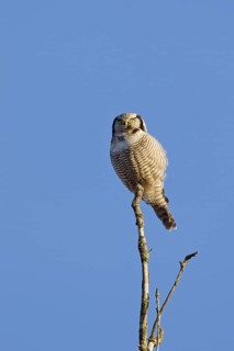 Northern hawk-owl