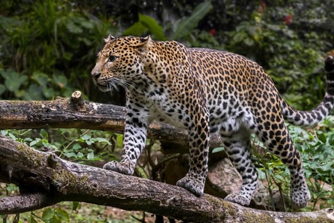 Javan leopard