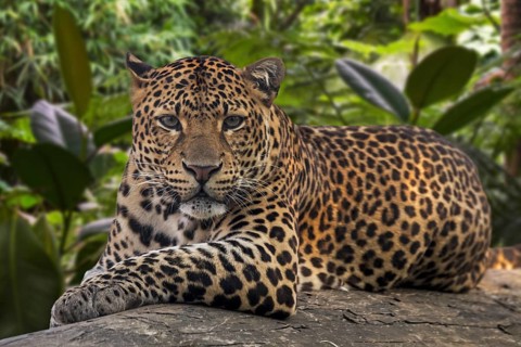 Javan leopard