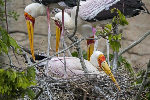 Yellow-billed storks