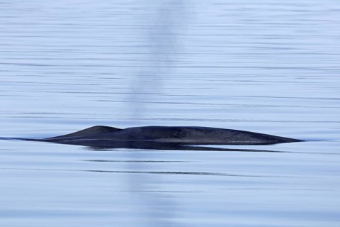 Blow through blowhole of blue whale