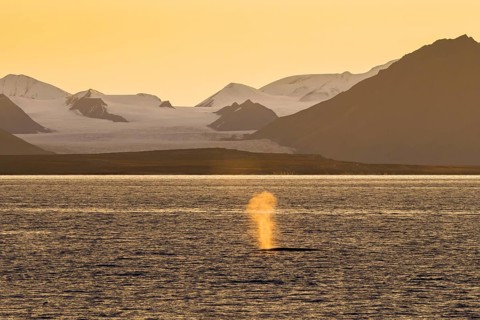 Fin whale