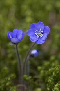 Common Hepatica