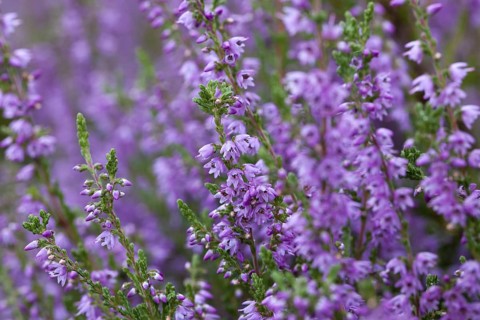 Common heather