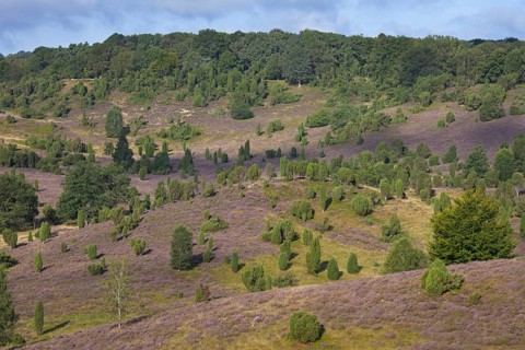 Lueneburg Heath