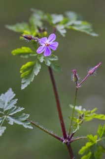 Herb Robert