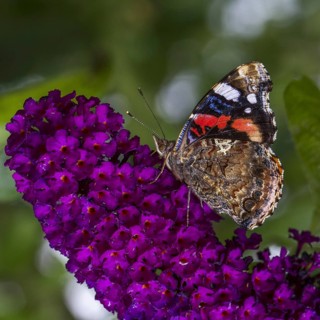 Red Admiral