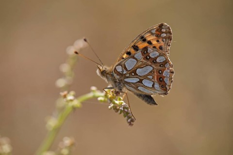 Queen of Spain Fritillary