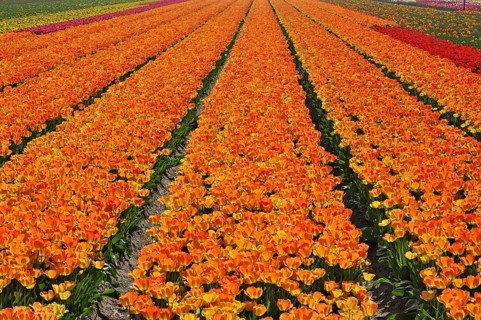 Field with rows of coloured cultivated tulips