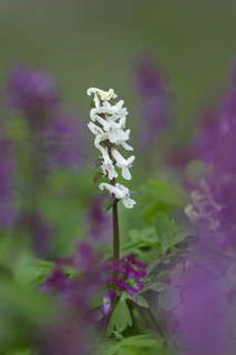 Bulbous Corydalis