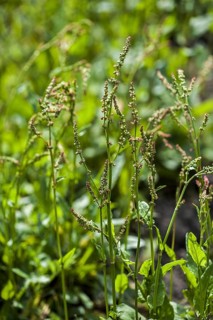 Common sorrel