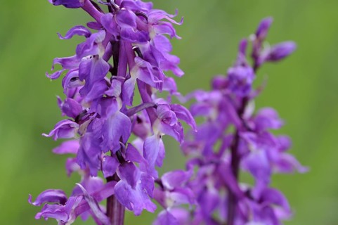 Early purple orchid