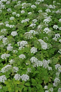 Ground-elder
