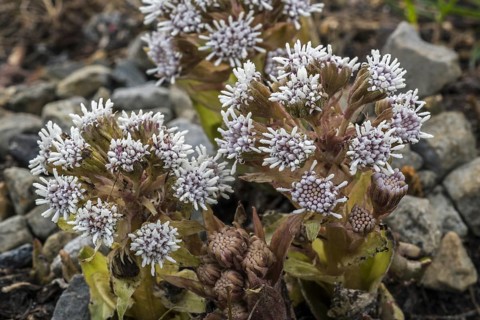 White Butterbur
