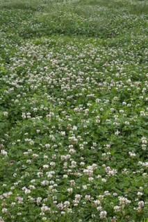 Field with white clover