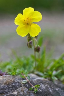 Common Rockrose