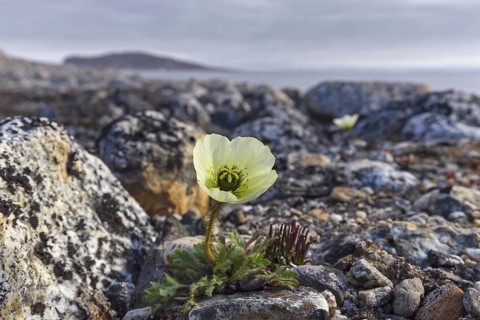 Svalbard poppy