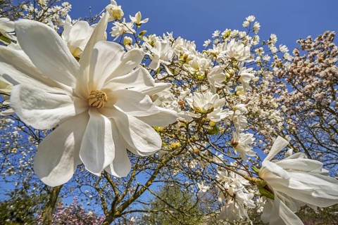 Close-up of flowering Magnolia stellata Two Stones