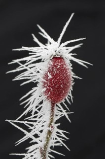 Red rose hip