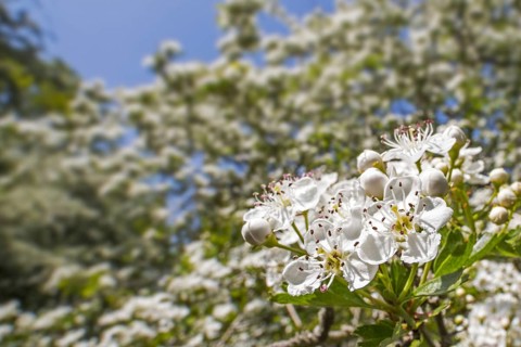 Blossoming common hawthorn