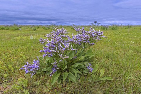 Common sea-lavender