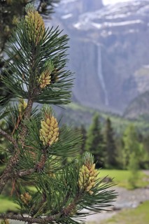 Swiss mountain pine