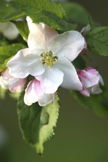 Apple tree