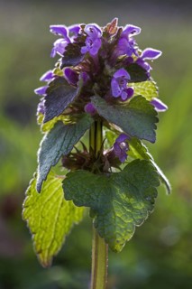 Red deadnettle