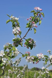 Half-standard apple tree