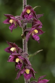 Dark Red Helleborine