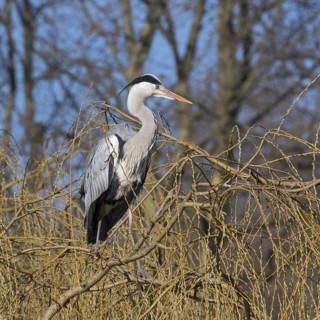 Grey heron