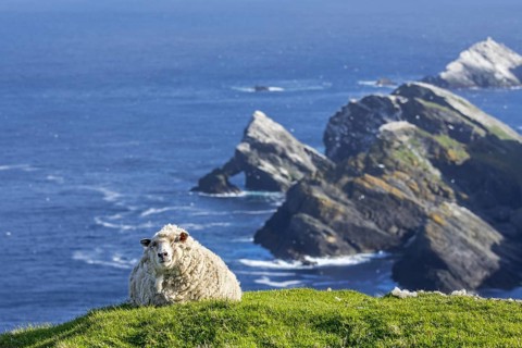 White sheep resting on sea clifftop at Hermaness National Nature Reserve