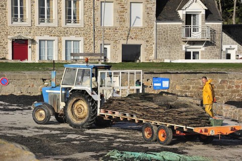 Tractor on beach returning with cartload full of cultivated oysters