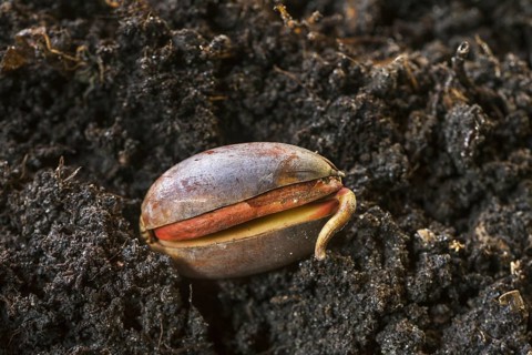 Acorn of English oak