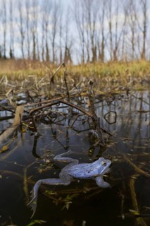 Moor Frog