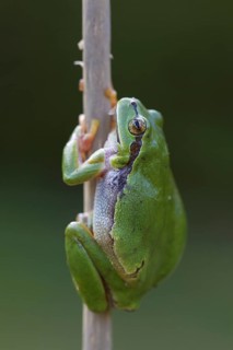 European tree frog