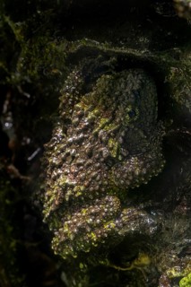 Mossy frog
