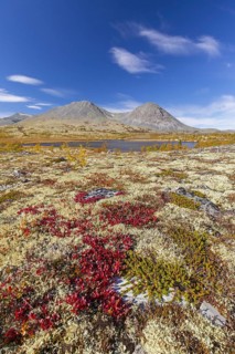 Alpine bearberry and reindeer lichen on the tundra in autumn and the Stygghoin mountain range at Doraldalen