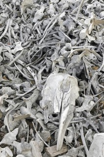 Beluga whale bones at the Bamsebu whaling station along Ingebrigtsenbukta bay shore near Kapp Toscana