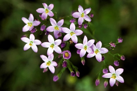 Common centaury