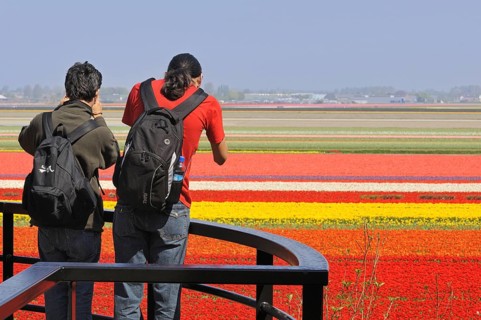 Tourists taking pictures of rows of colourful cultivated tulips